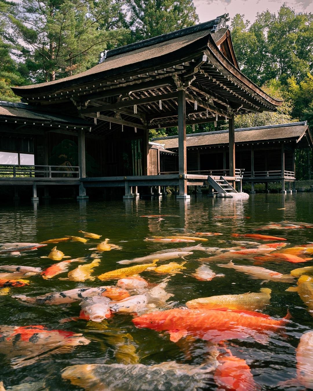 ⛩️ 미소기 신사 (身曾岐神社) 이미지 13